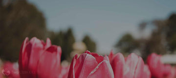Colour Palette - February 2020