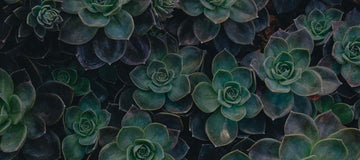 Colour Palette - September 2020