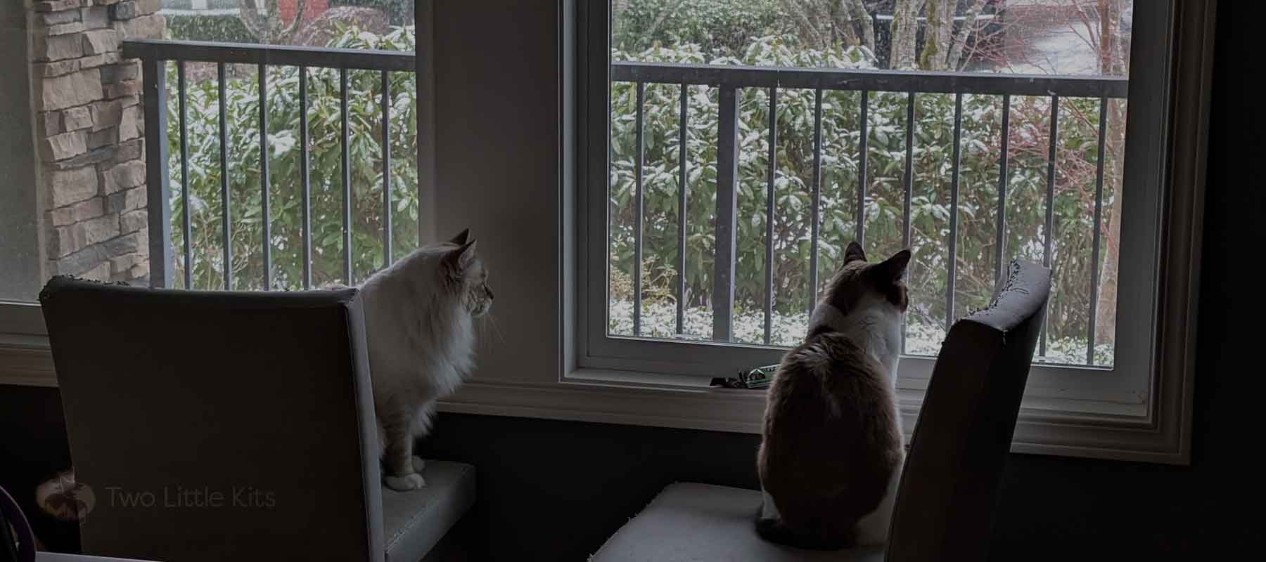 Two cats sitting on chairs in a dining room, look out the window where you can see snow on the greenery.