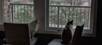 Two cats sitting on chairs in a dining room, look out the window where you can see snow on the greenery.